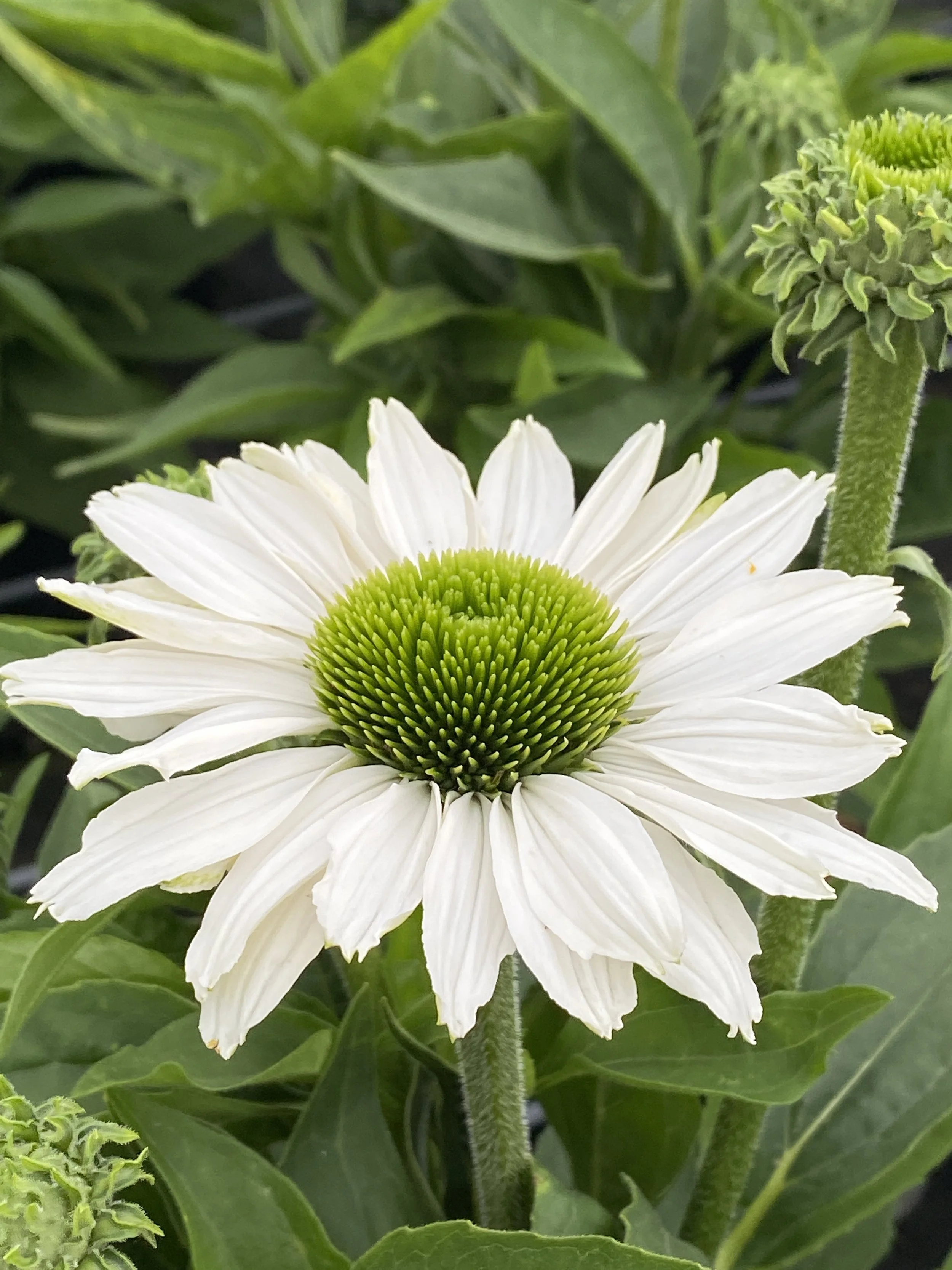Echinacea SunSeekers White Beauty cu.JPG