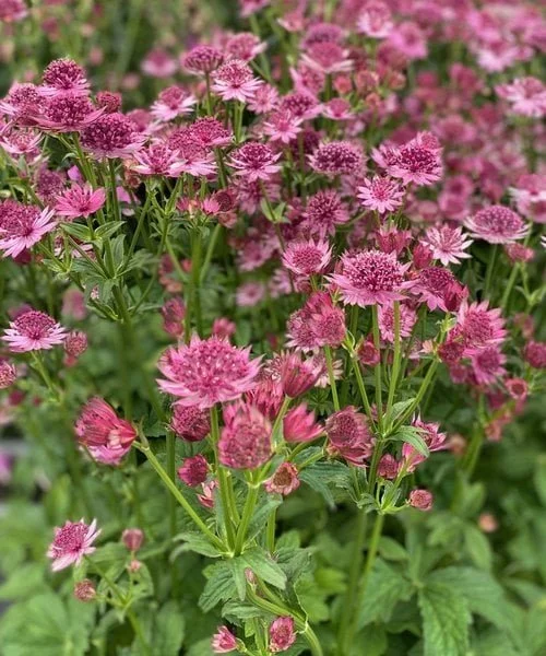 astrantia-roma.jpg