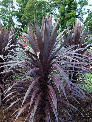Cordyline Burgundy Spire.jpg