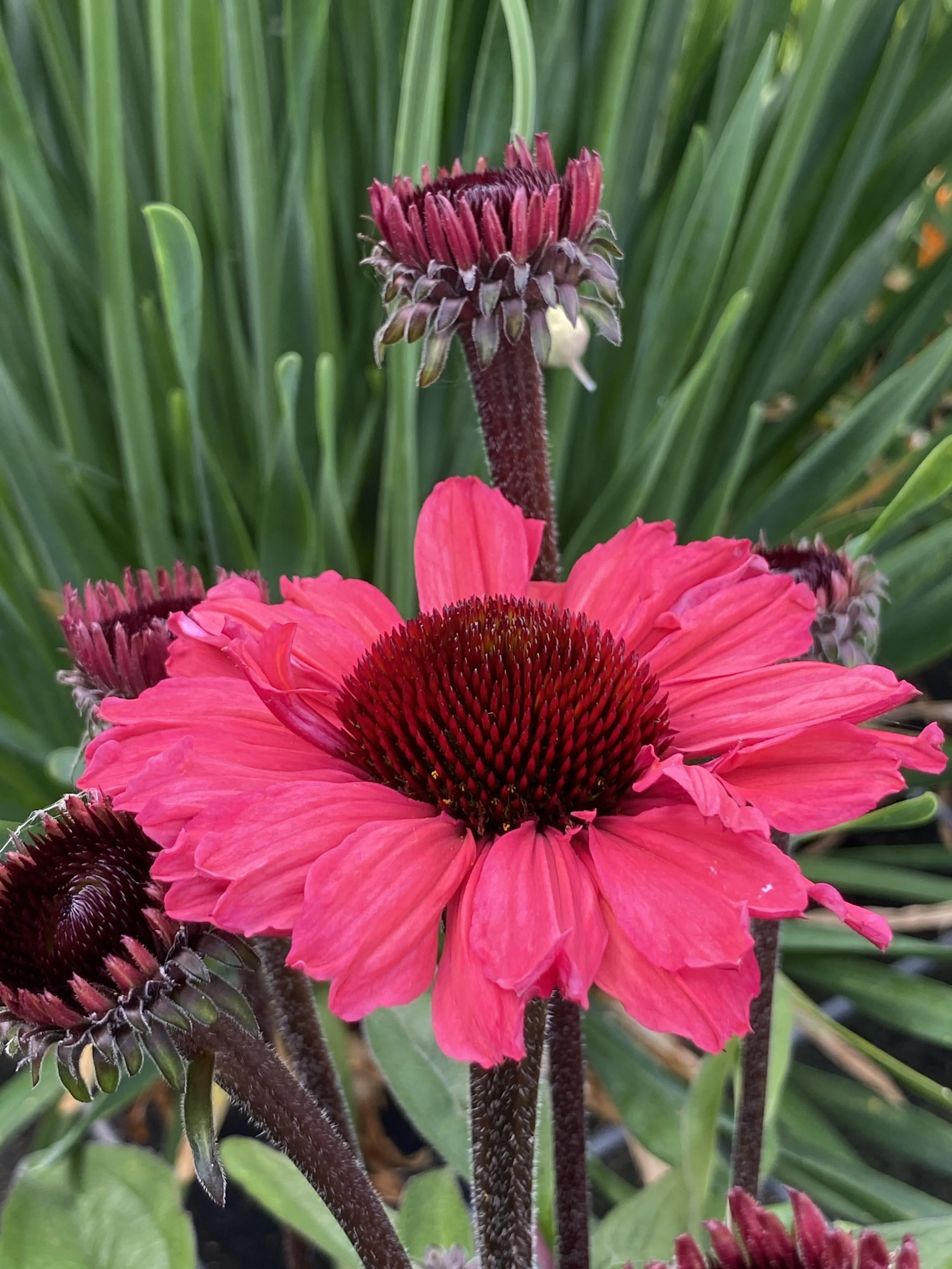 Echinacea SunSeekers Carmine cu.jpg