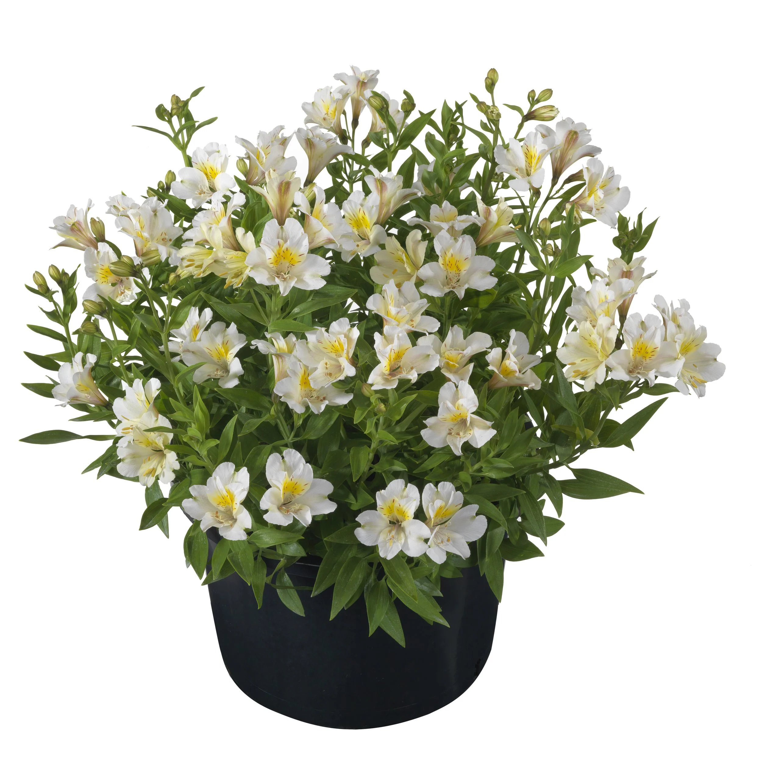 Alstroemeria_Summer-Sky.jpg