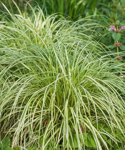 carex-moon-falls (1).jpg