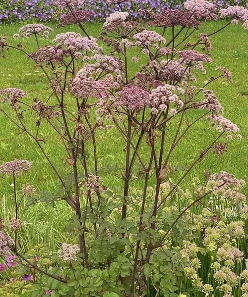 Angelica Vicar’s Mead