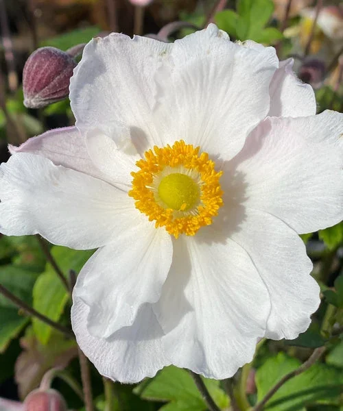 anemone-fantasy-anemone-fantasy-elsa.webp