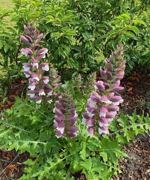 Acanthus White Lips