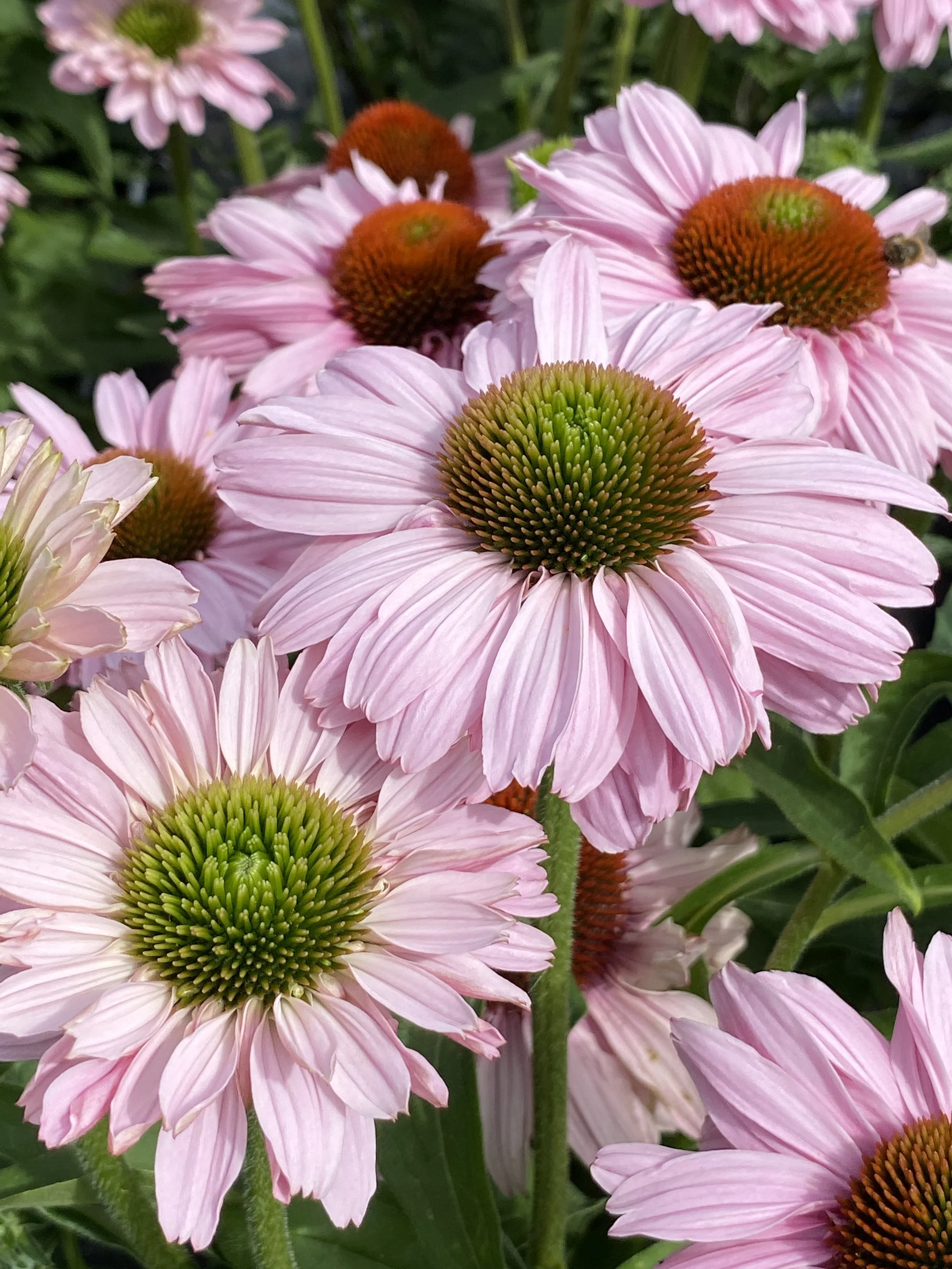 Echinacea SunSeekers Blush cu.JPG