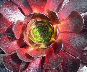Semponium Destiny Close Up.jpg