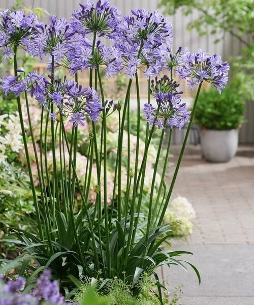 agapanthus-poppin-star.jpg
