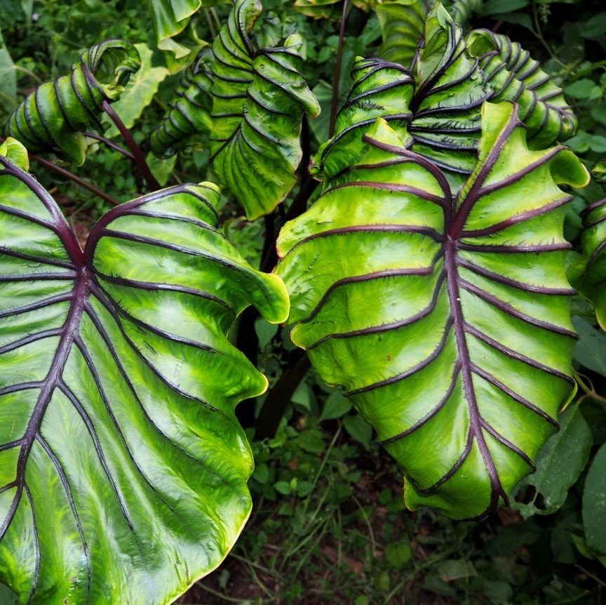Colocasia Pharaohs Mask (2).jpg