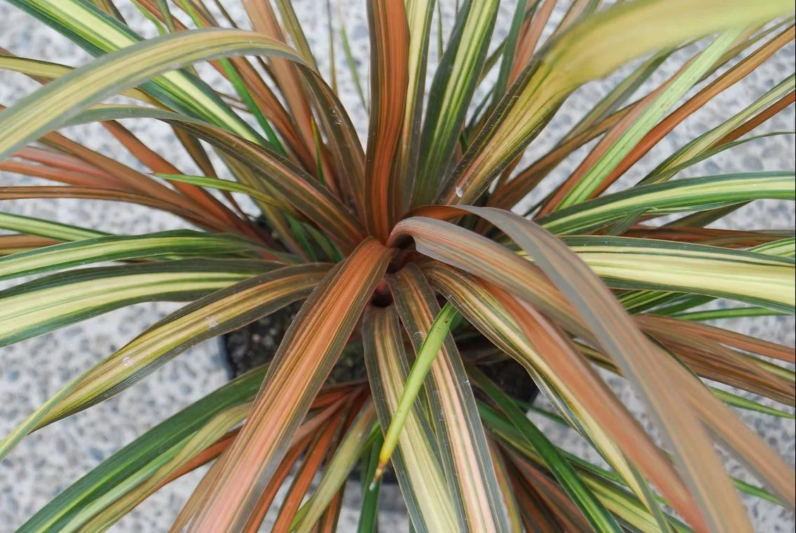 Cordyline Cha Cha Close Up.jpg
