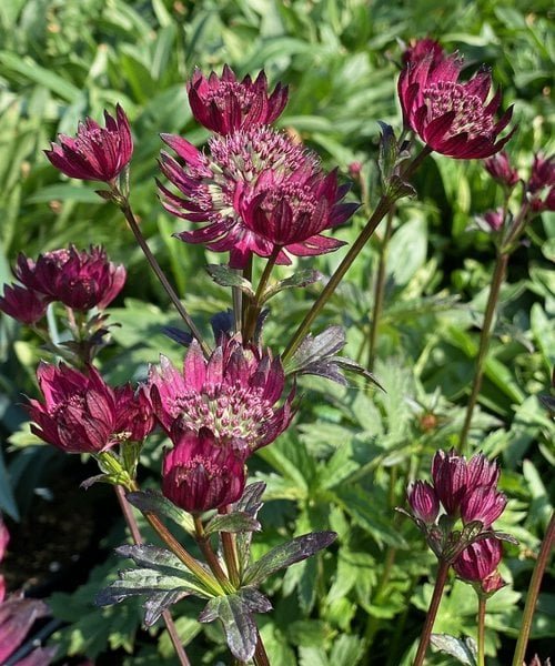 astrantia-burgundy-manor.jpg