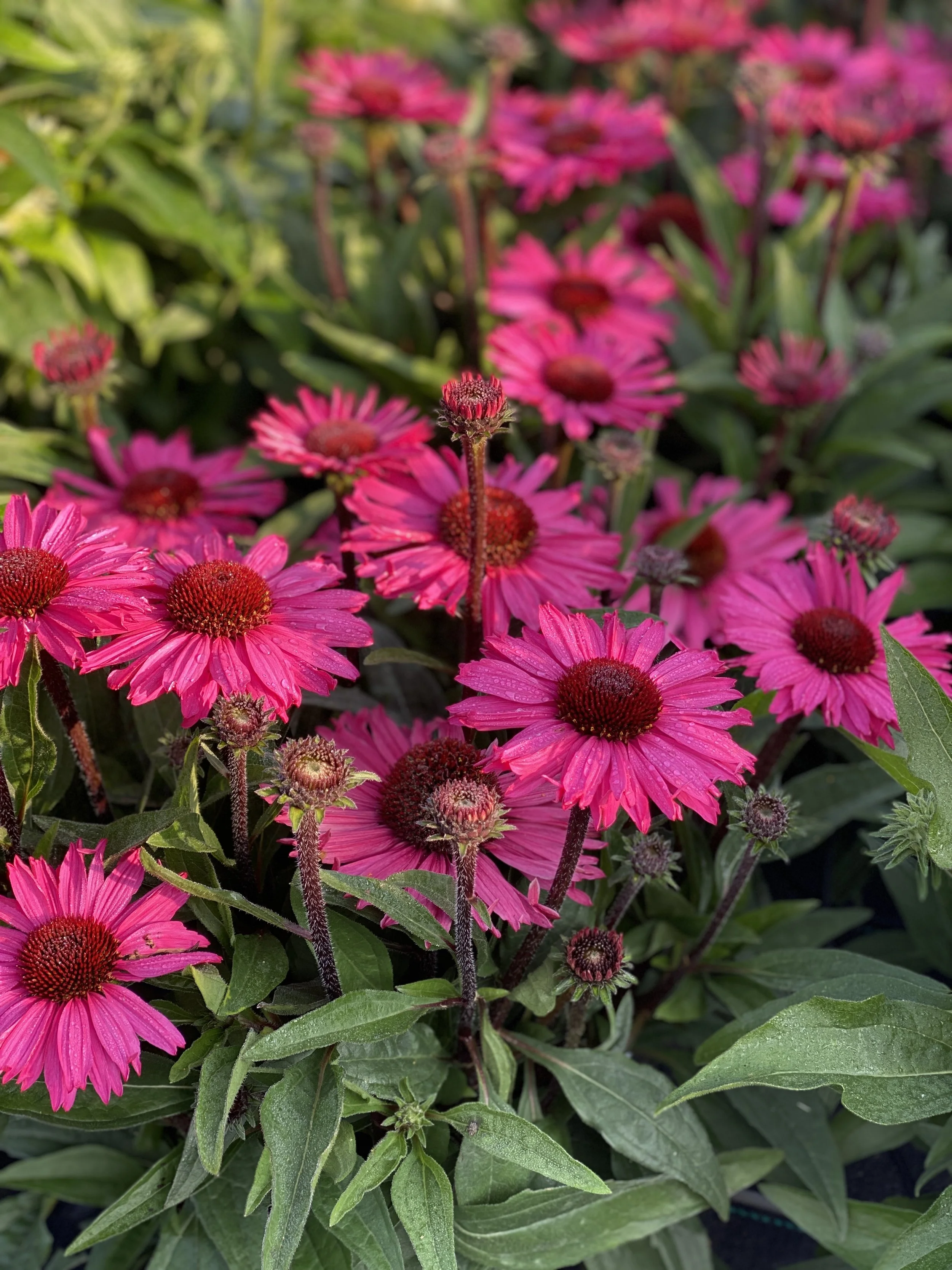 Echinacea SunSeekers Purplelicious fp.jpg