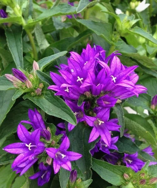 campanula-genti-blue.webp