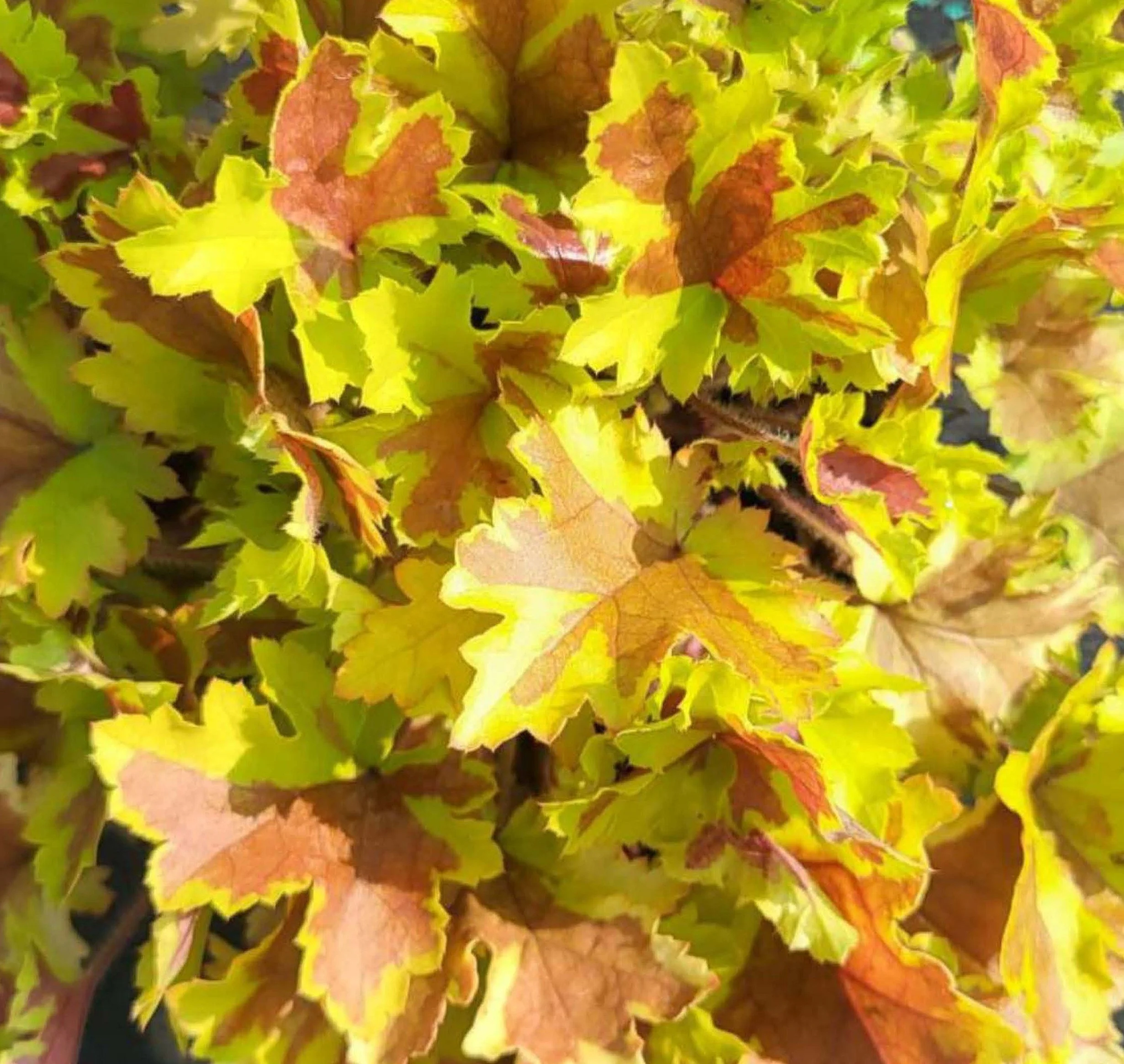 Heuchera Limefire Greenhouse.jpg