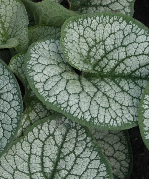brunnera-sea-heart.jpg