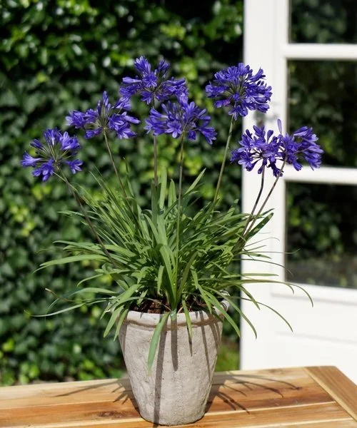 agapanthus-brilliant-blue.webp