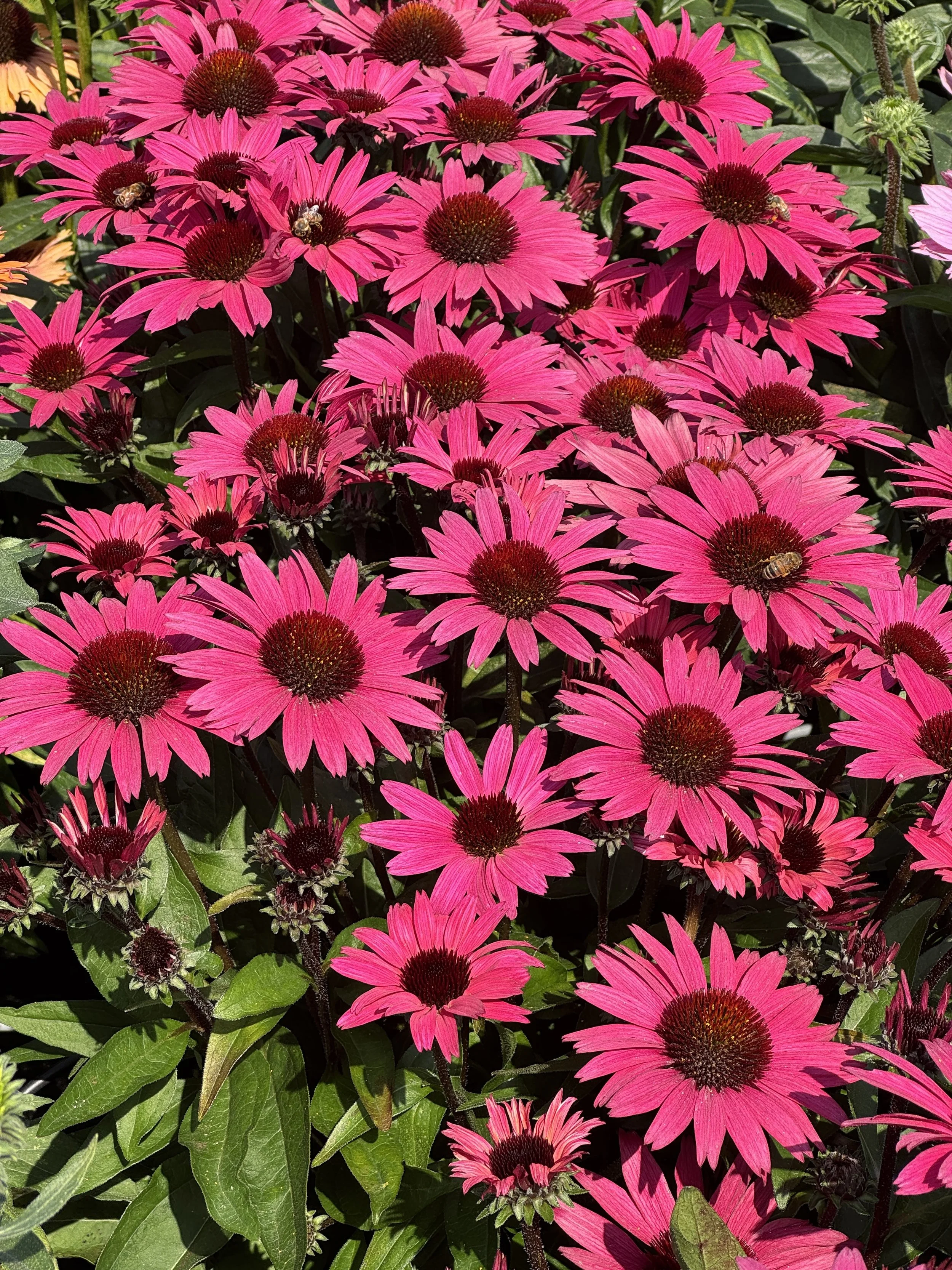 Echinacea SunSeekers Cerise cu.jpg