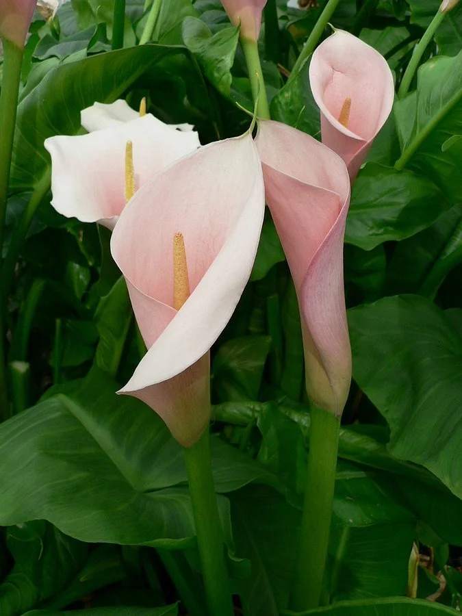 Zantedeschia Flamingo (1).jpg