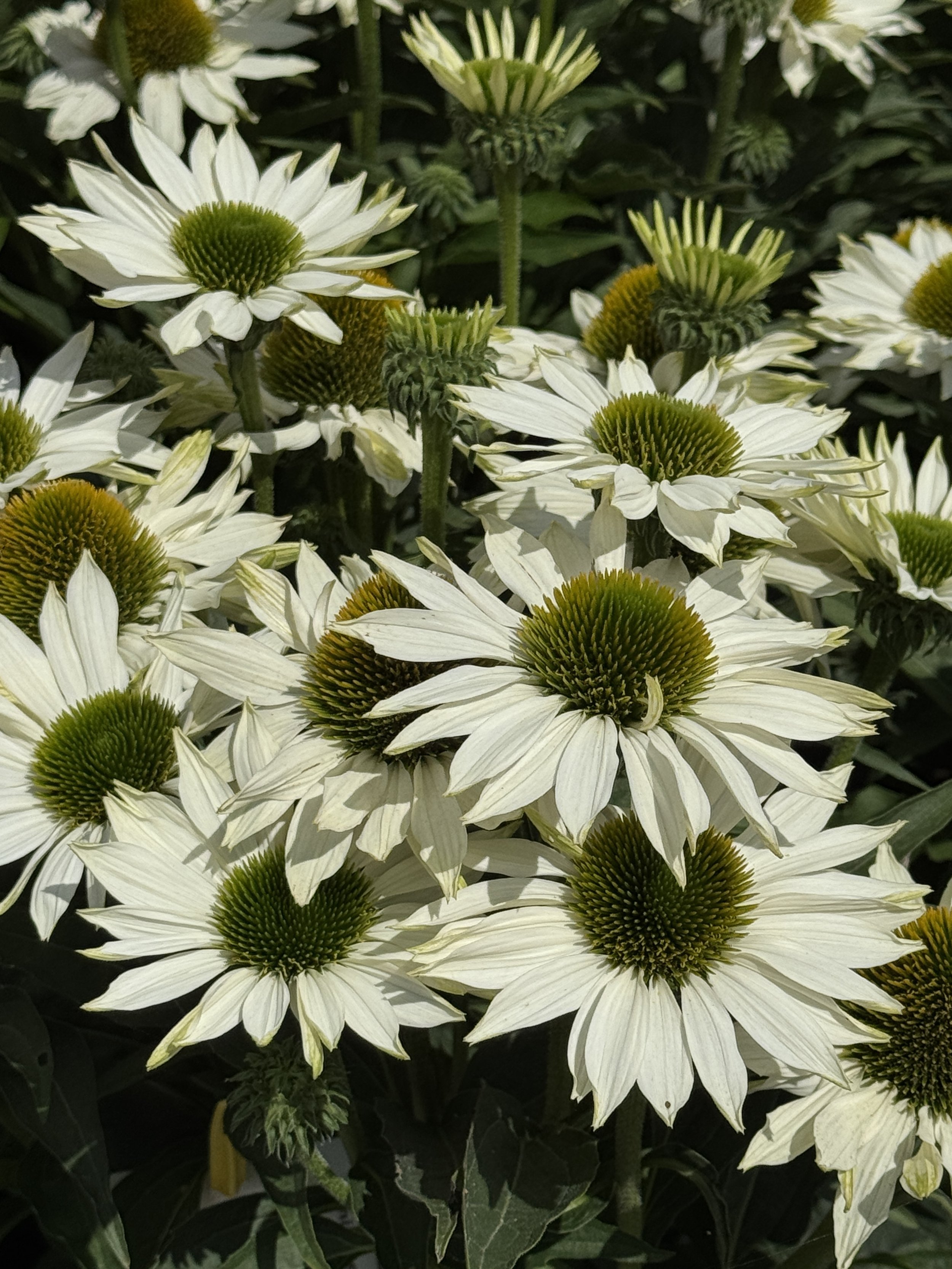 Echinacea SunSeekers White Elegance close up.jpg