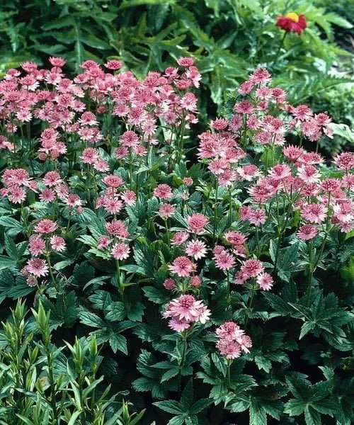 astrantia-roma (1).jpg