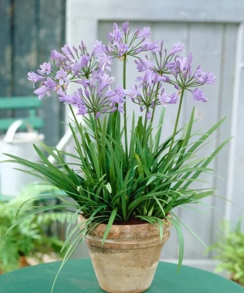 agapanthus-peter-pan.webp