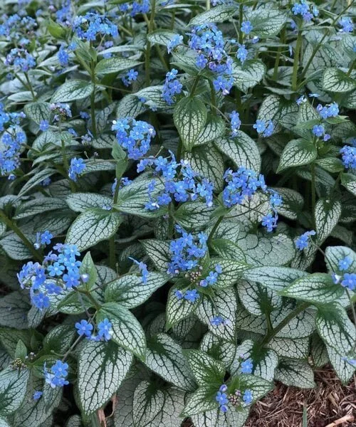 brunnera-silver-heart (1).jpg