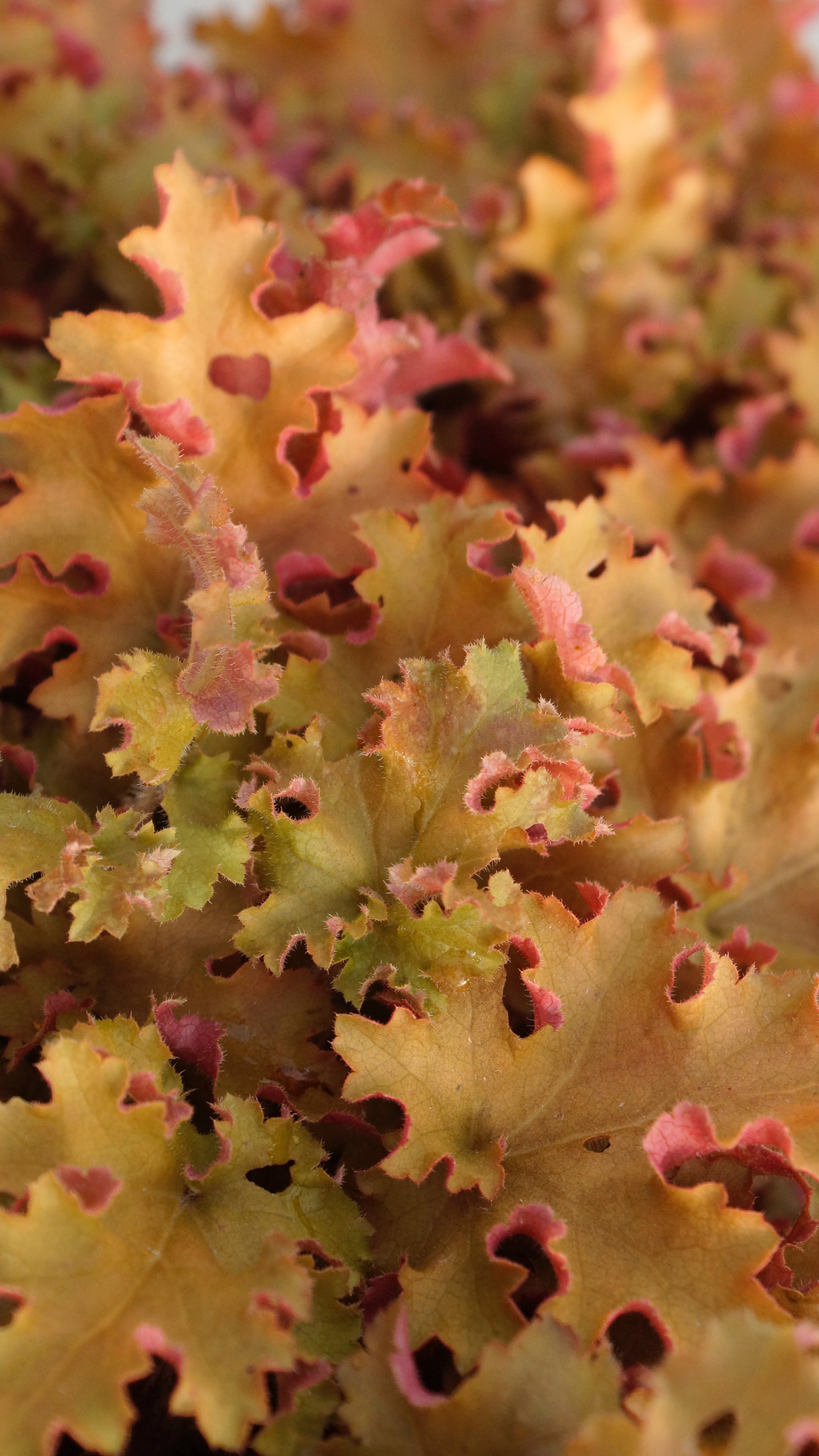 Heuchera Orangeberry cu.jpg