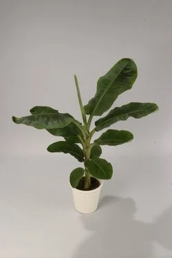 musa_dwarf_cavendish_big.jpg
