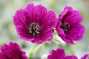 Geranium Jolly Jewel Purple Photo.jpg