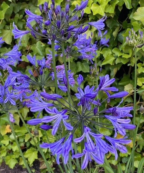 agapanthus-su-casa.jpg