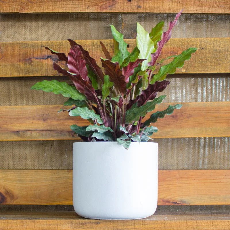 Calathea Rufibarba