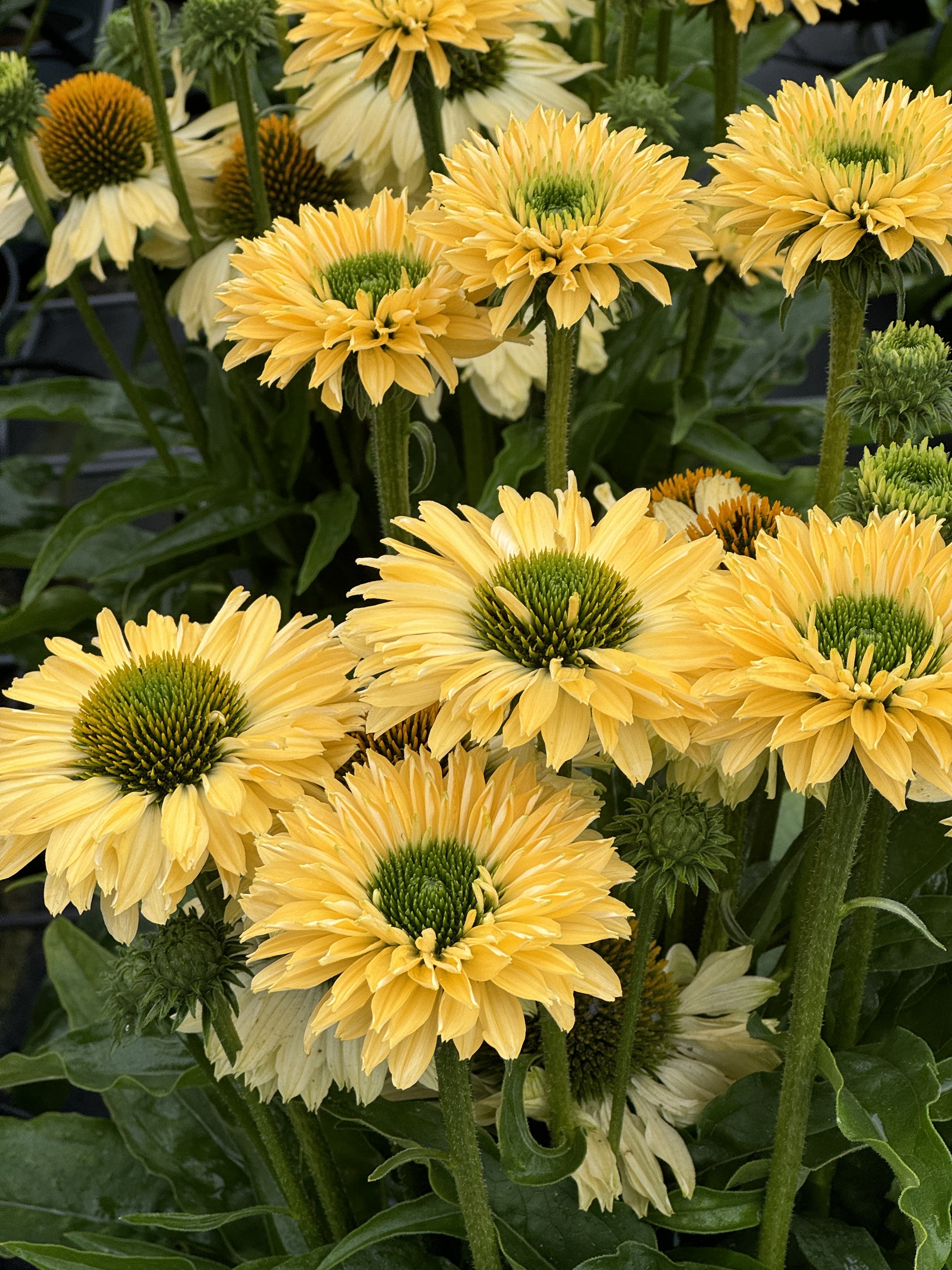 Echinacea SunSeekers Limoncello.JPG