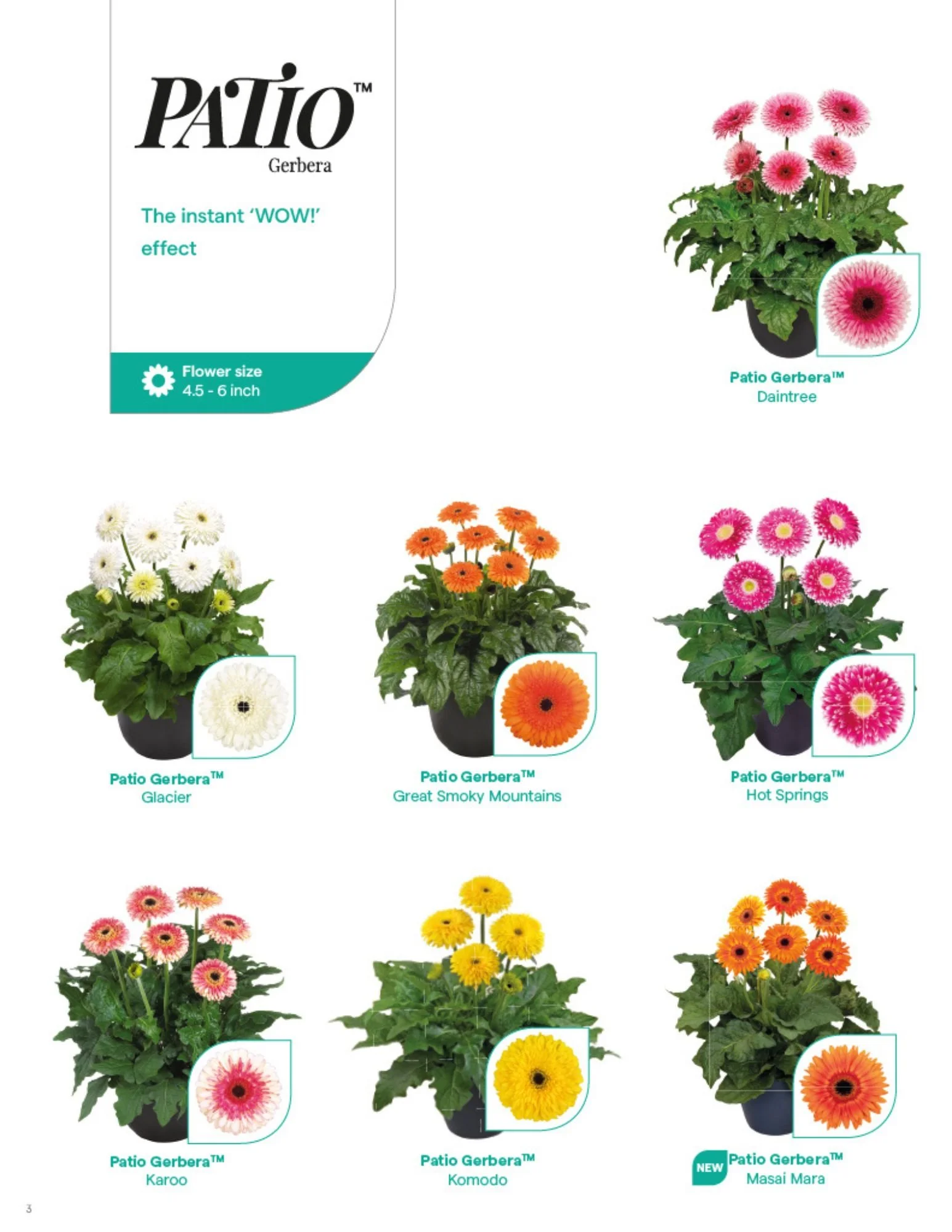 GTH Garvinea Garden Gerbera 2026-2027 Final page 5.jpg