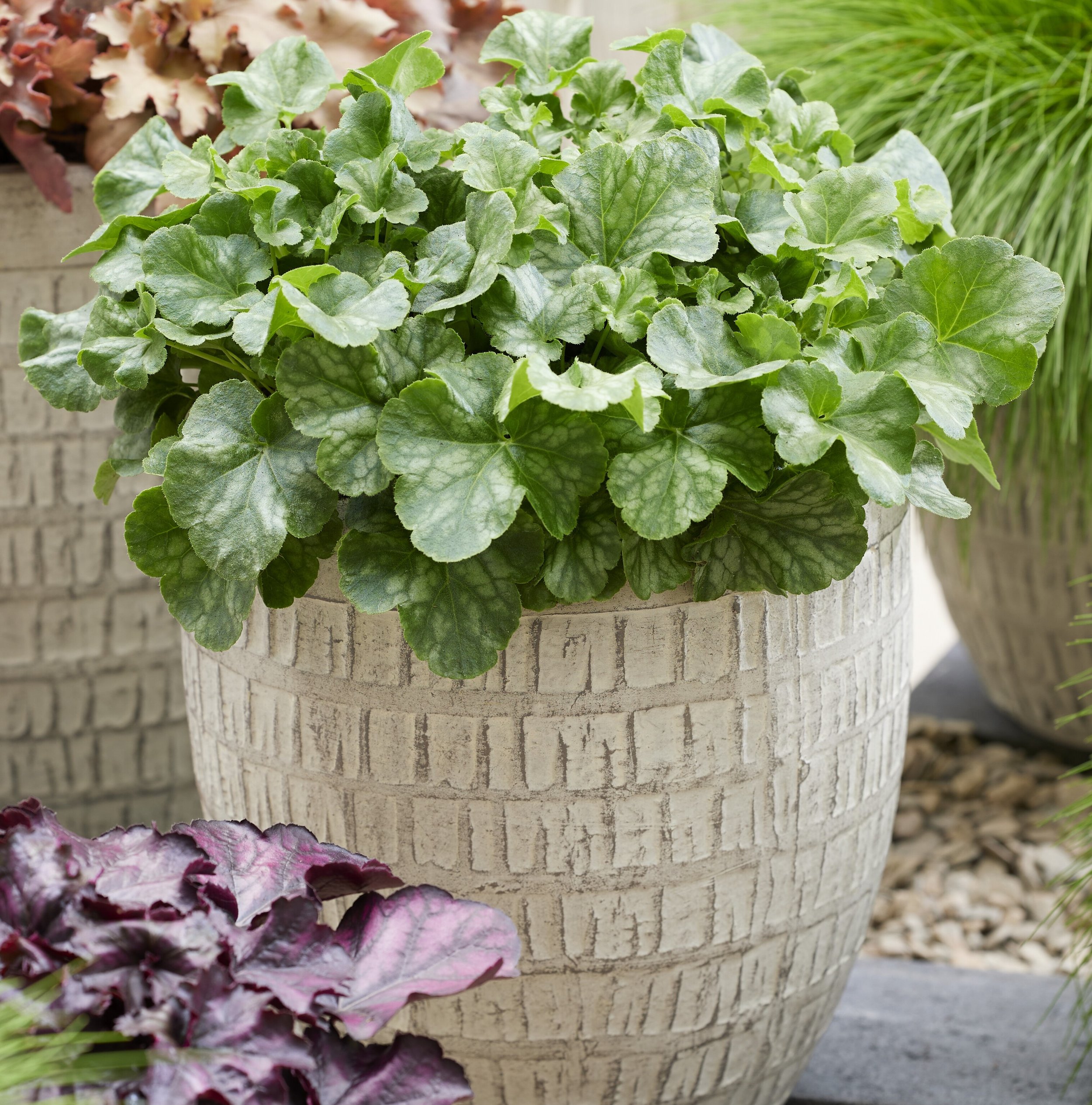 Heuchera Winterberry patio.jpg