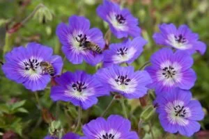 Geranium Rise and Shine Photo.jpg