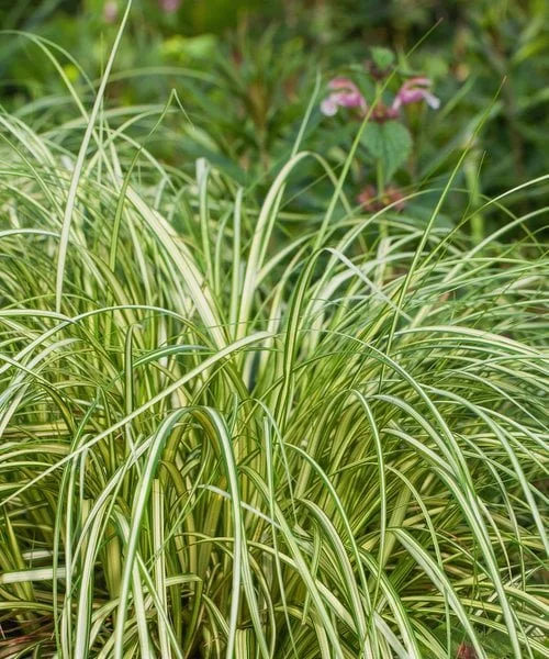 carex-moon-falls.jpg
