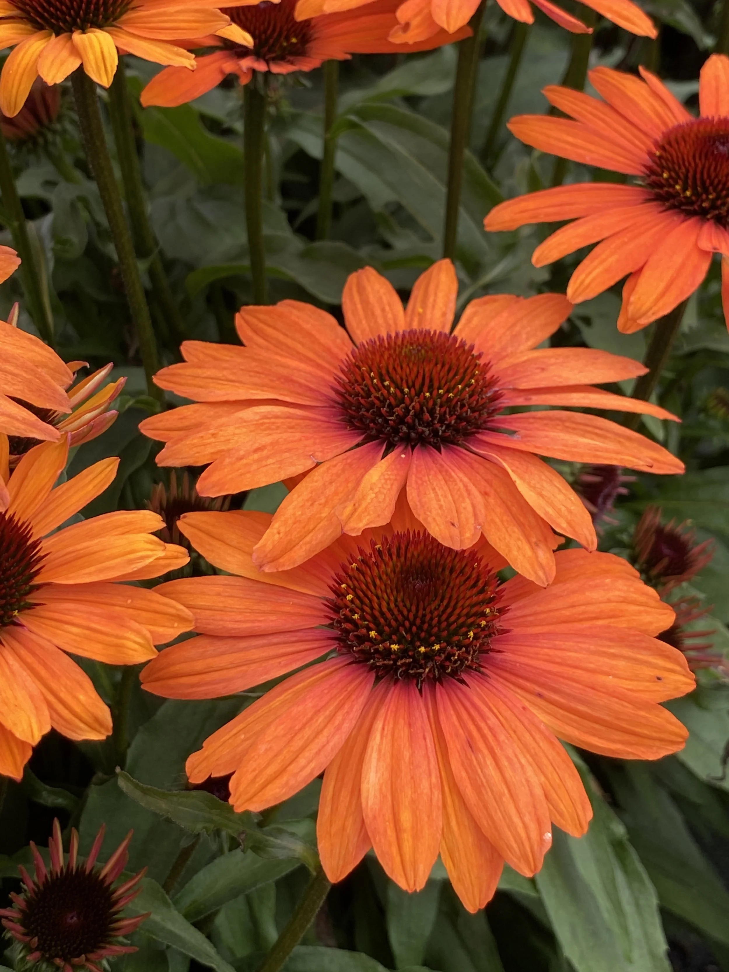 Echinacea SunSeekers Clementine cu.jpg