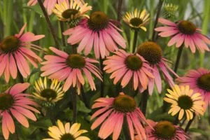 Echinacea Summer Cocktail Photo.jpg