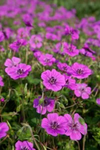 Geranium-Pink-Penny Photo.jpg
