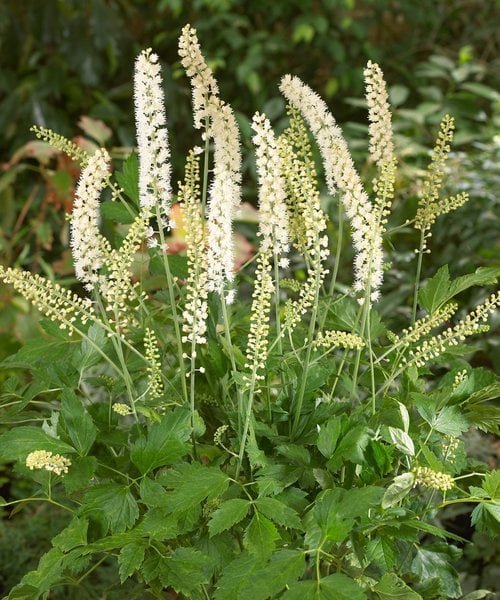 actaea-white-pearl.jpg
