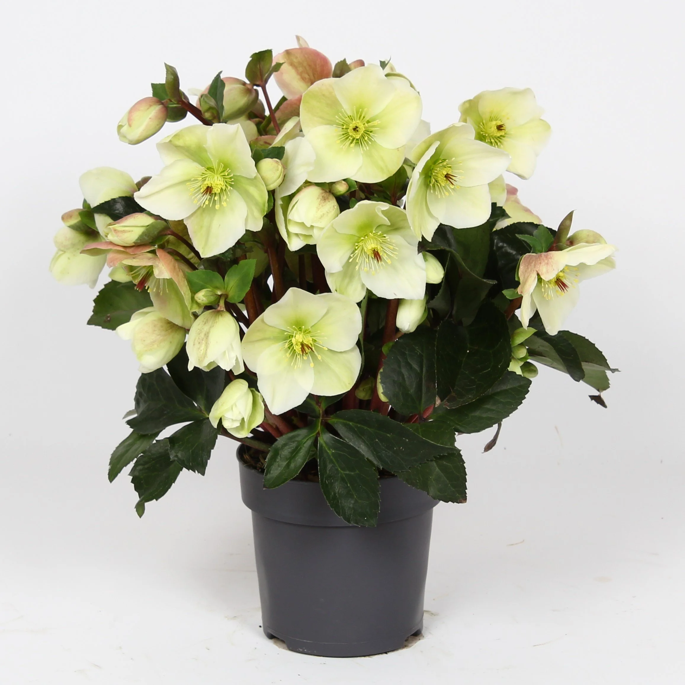 Helleborus Winter Sparkle White