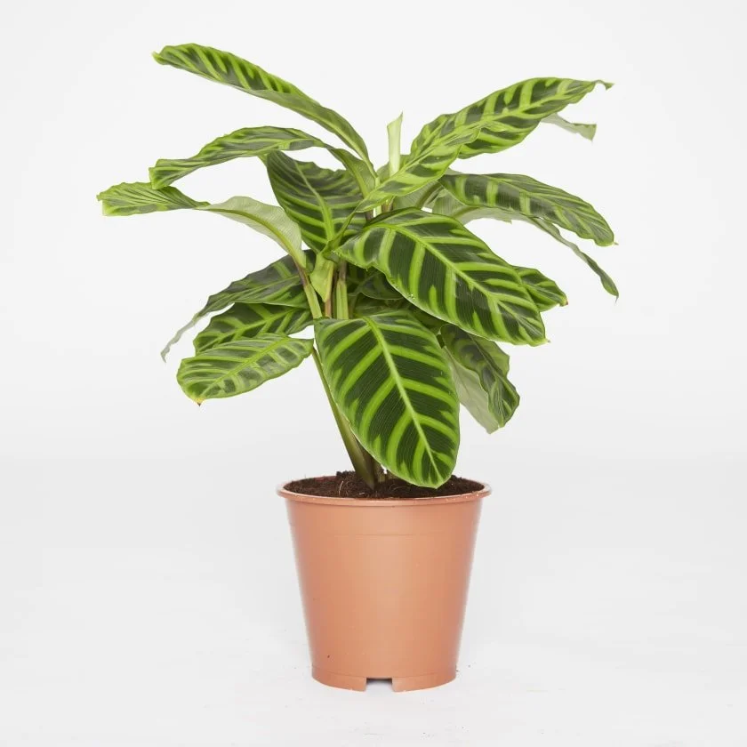 Calathea Zebrina