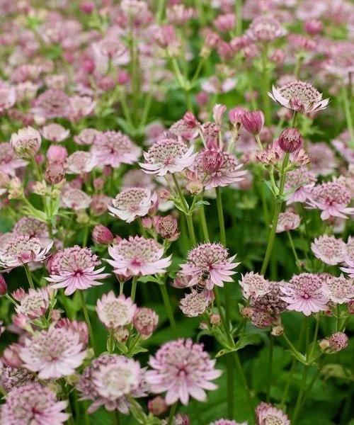 astrantia-pink-button.jpg