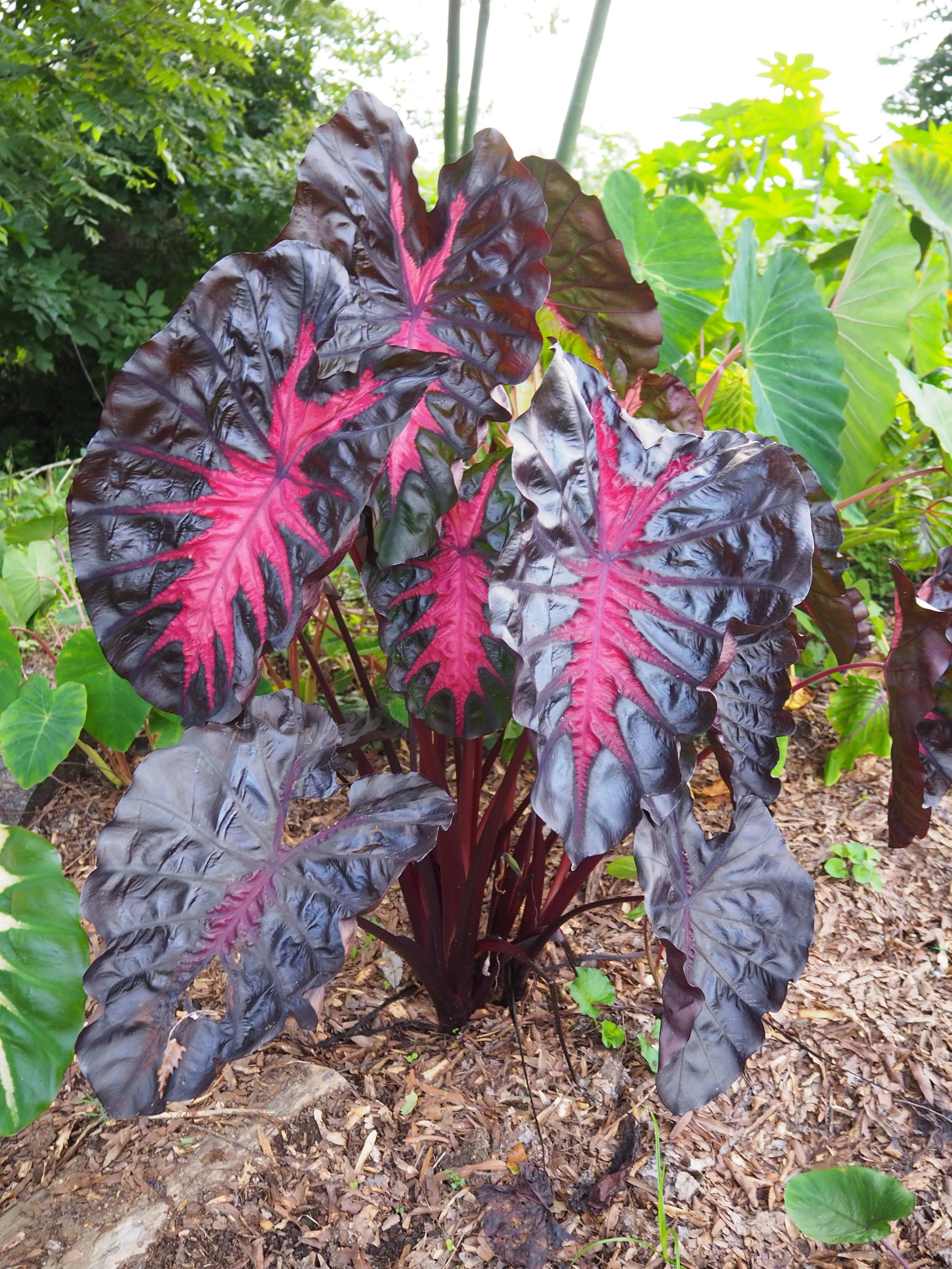 Colocasia Redemption (1).jpg