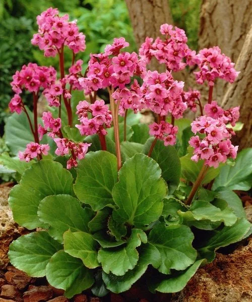 bergenia-morgenrote.jpg