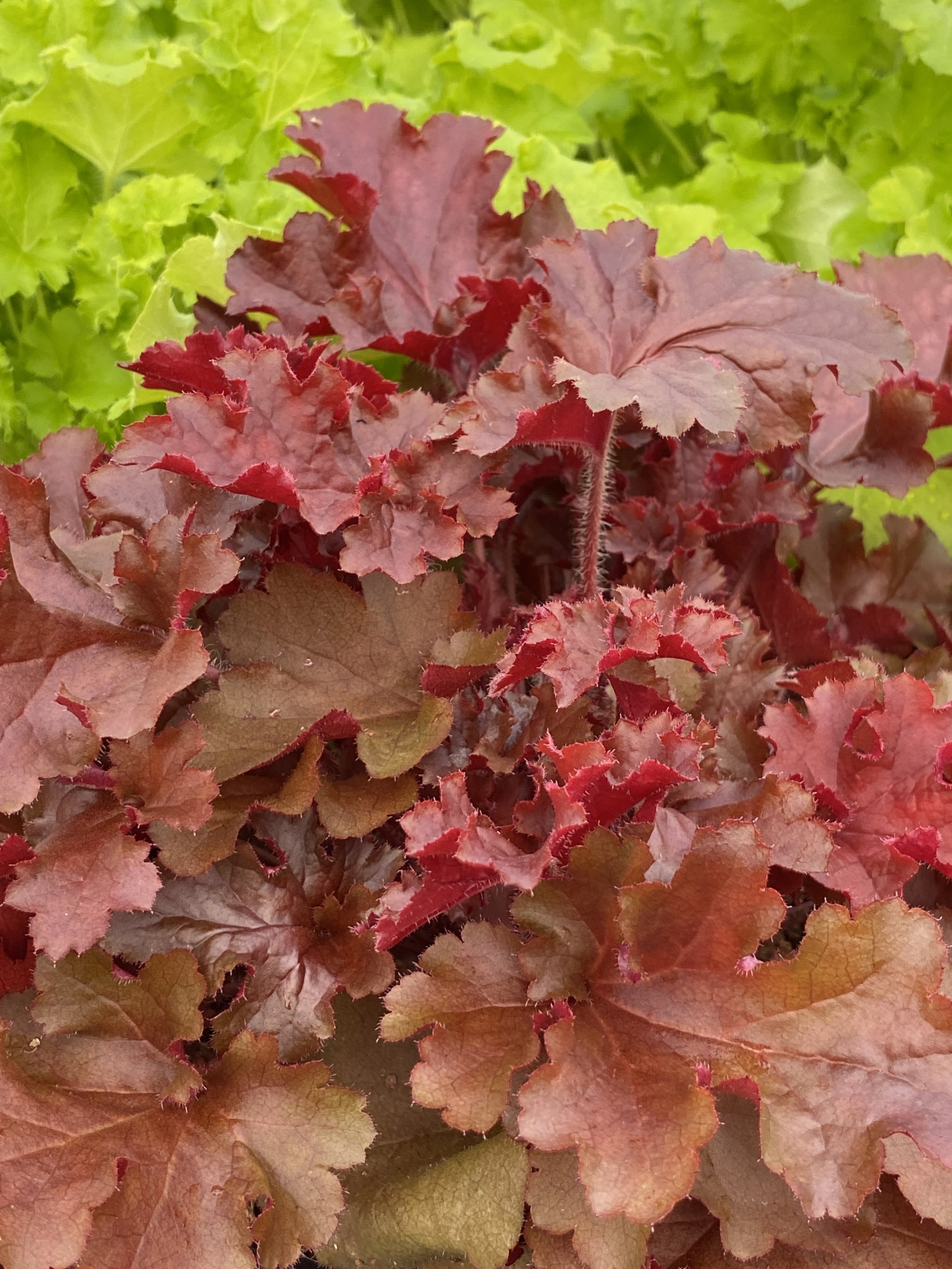 Heuchera Cherryberry.JPG