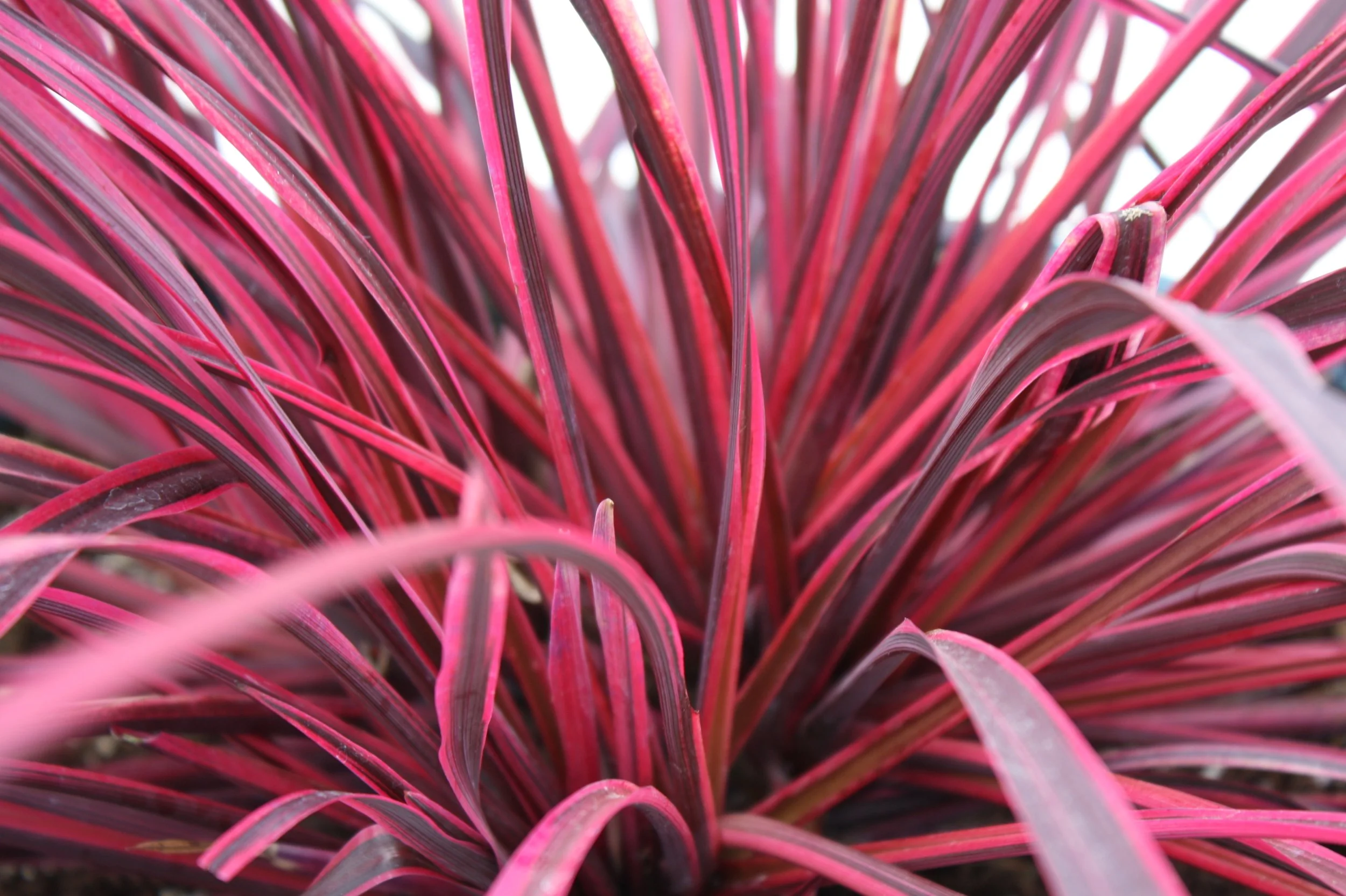 Cordyline Festival Raspberry close up 2.JPG