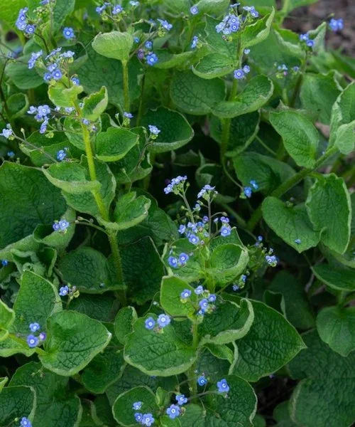 brunnera-macrophylla.webp