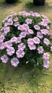 Geranium Frivolius Pink Photo.jpg