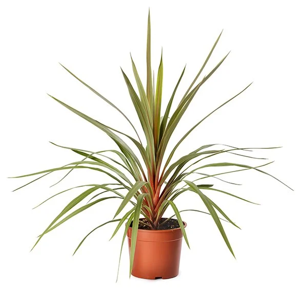 Cordyline Red Heart White Background.jpg